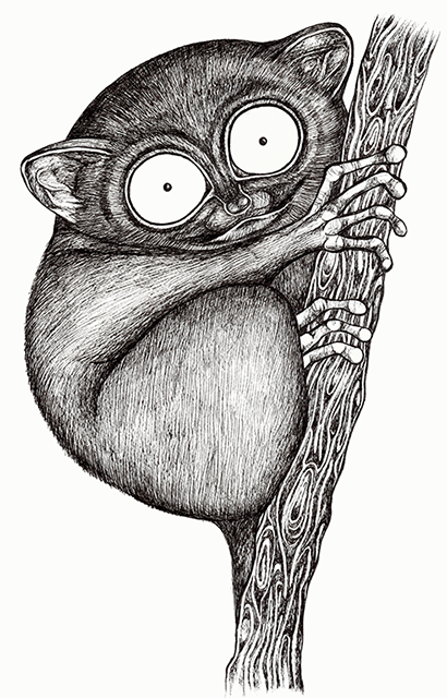 Wie der Koboldmaki in die Tiermanufaktur kam